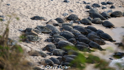 Large group of Green sea Turtles resting in the afternoon... by Steve Dolan 